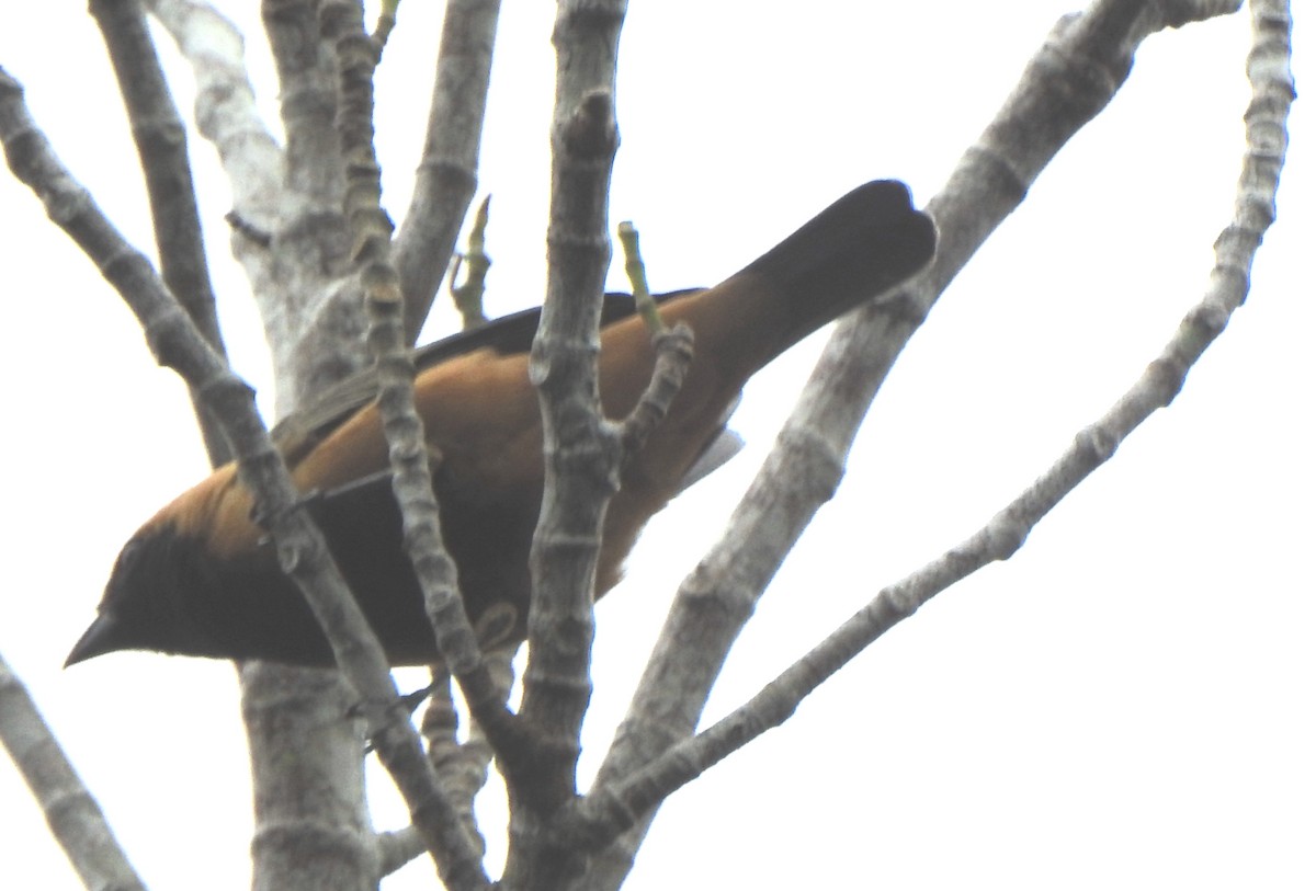 Burnished-buff Tanager - ML637384830