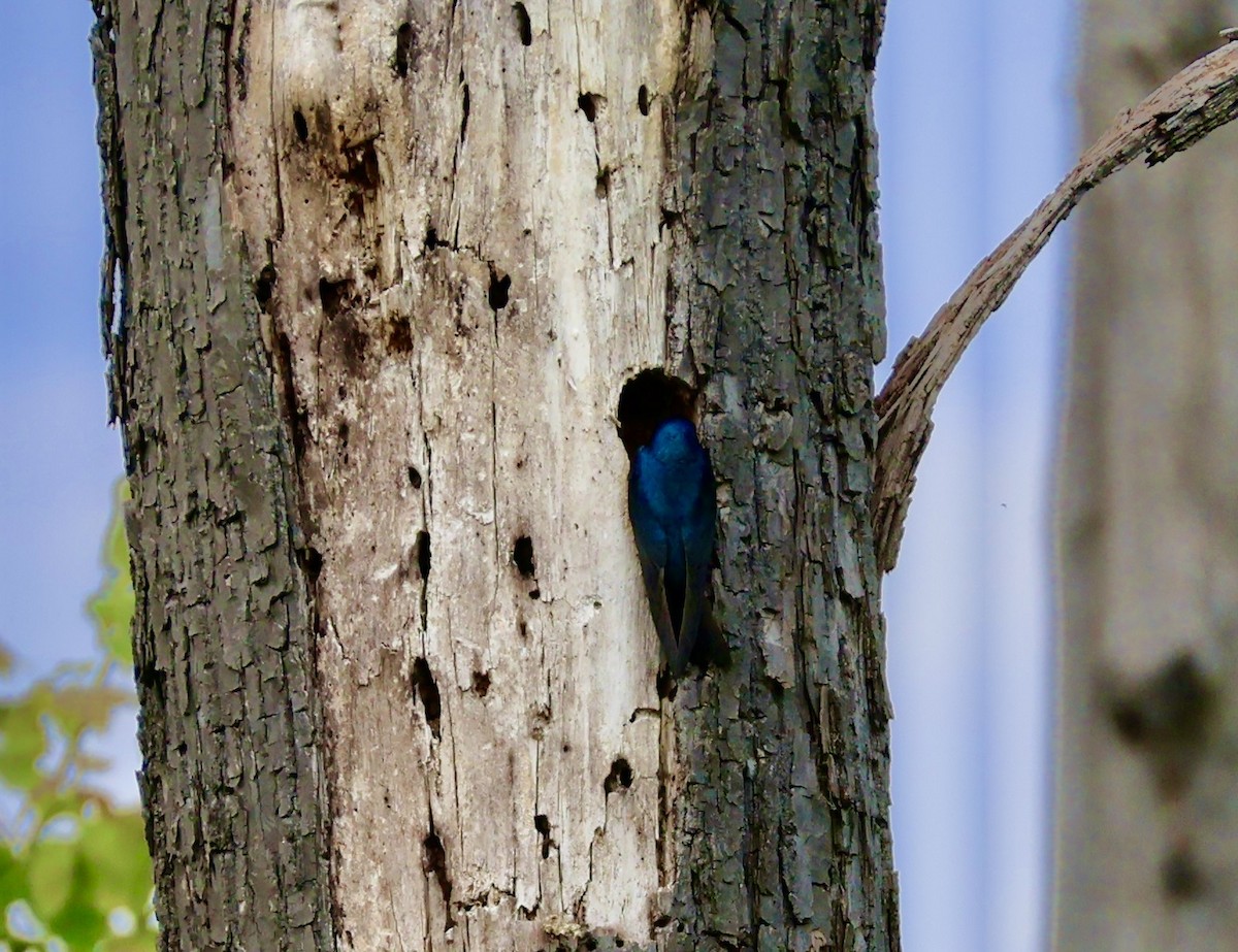 Tree Swallow - ML637384845