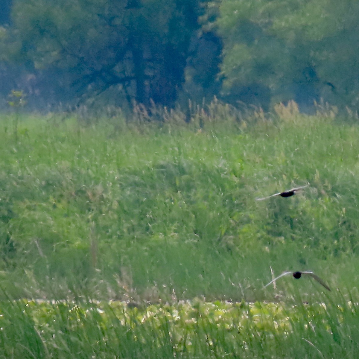 Mignattino comune - ML637384858