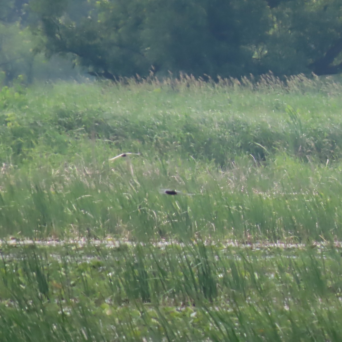 Mignattino comune - ML637384859