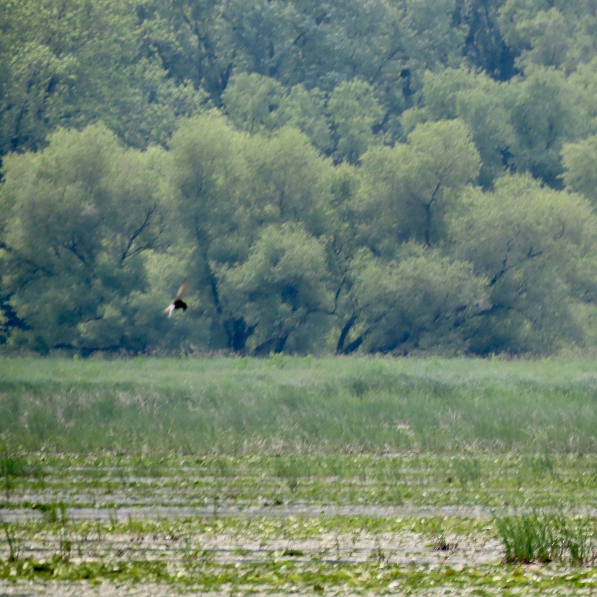 Mignattino comune - ML637384860