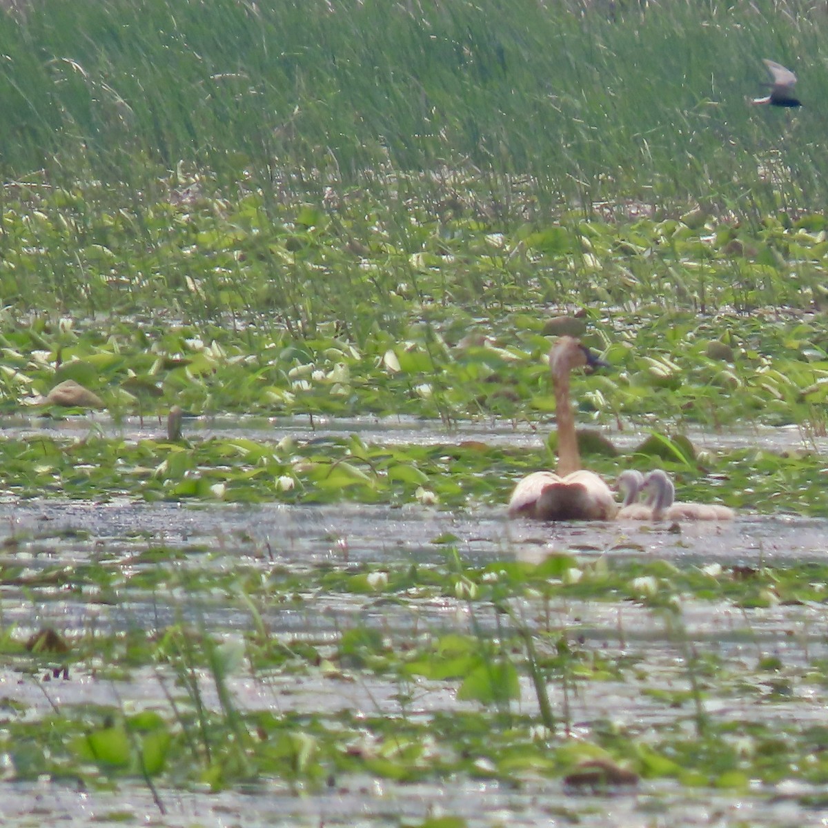 Trumpeter Swan - ML637384882