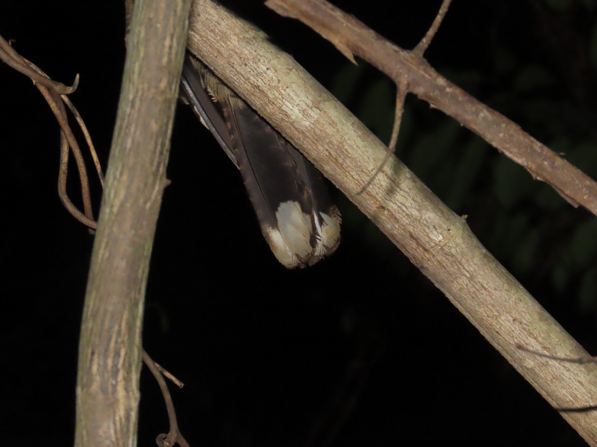Fiery-necked Nightjar - ML637384910