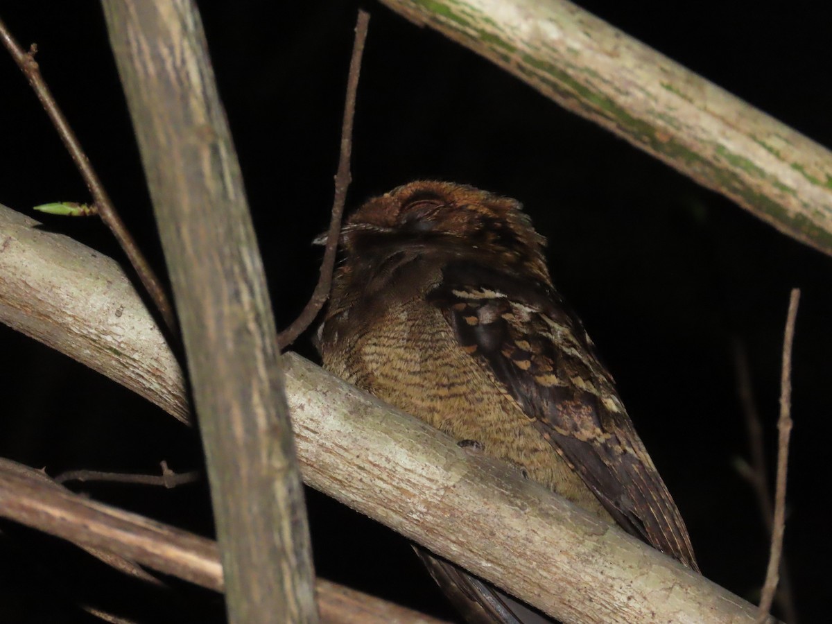 Fiery-necked Nightjar - ML637384911