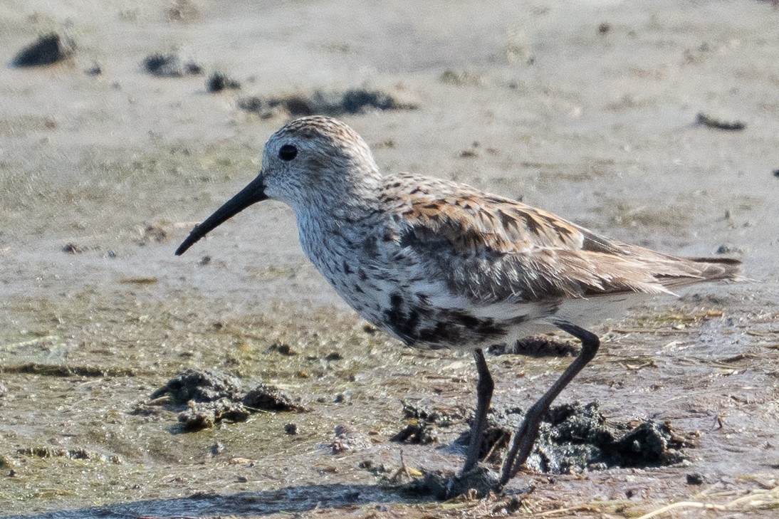 Dunlin - ML637384937