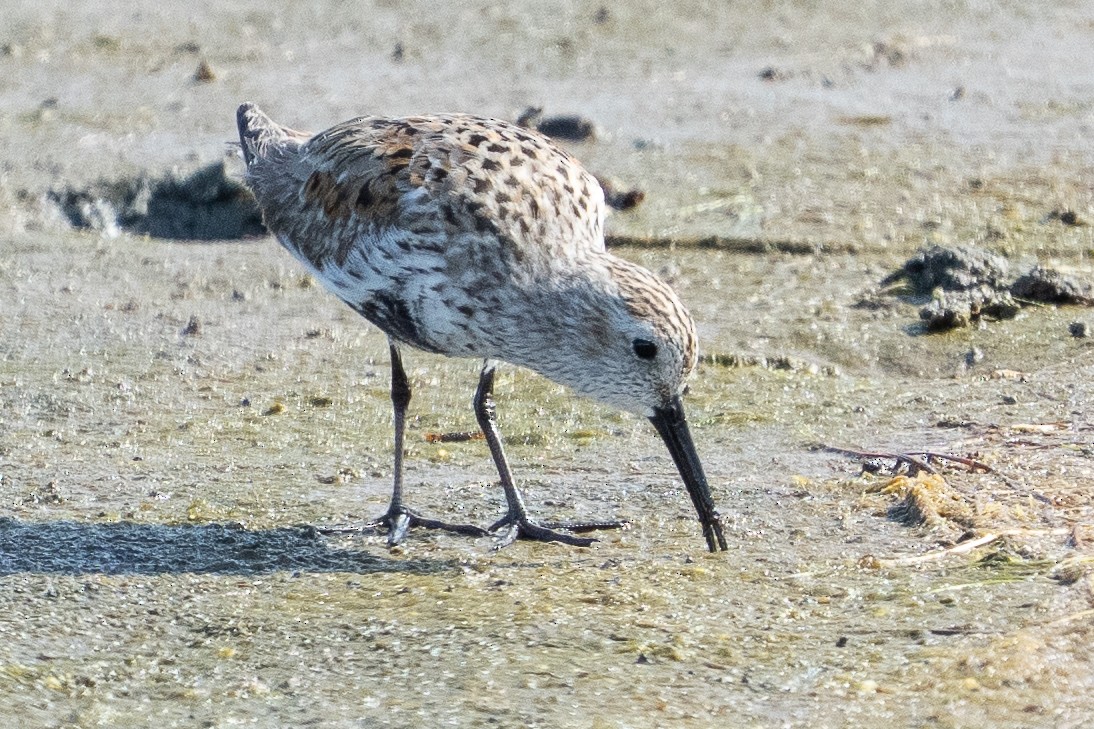 Dunlin - ML637384938