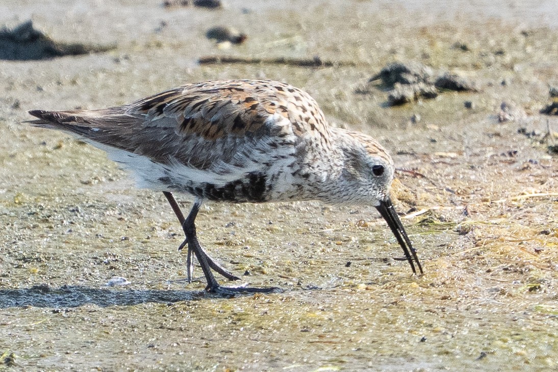 Dunlin - ML637384939
