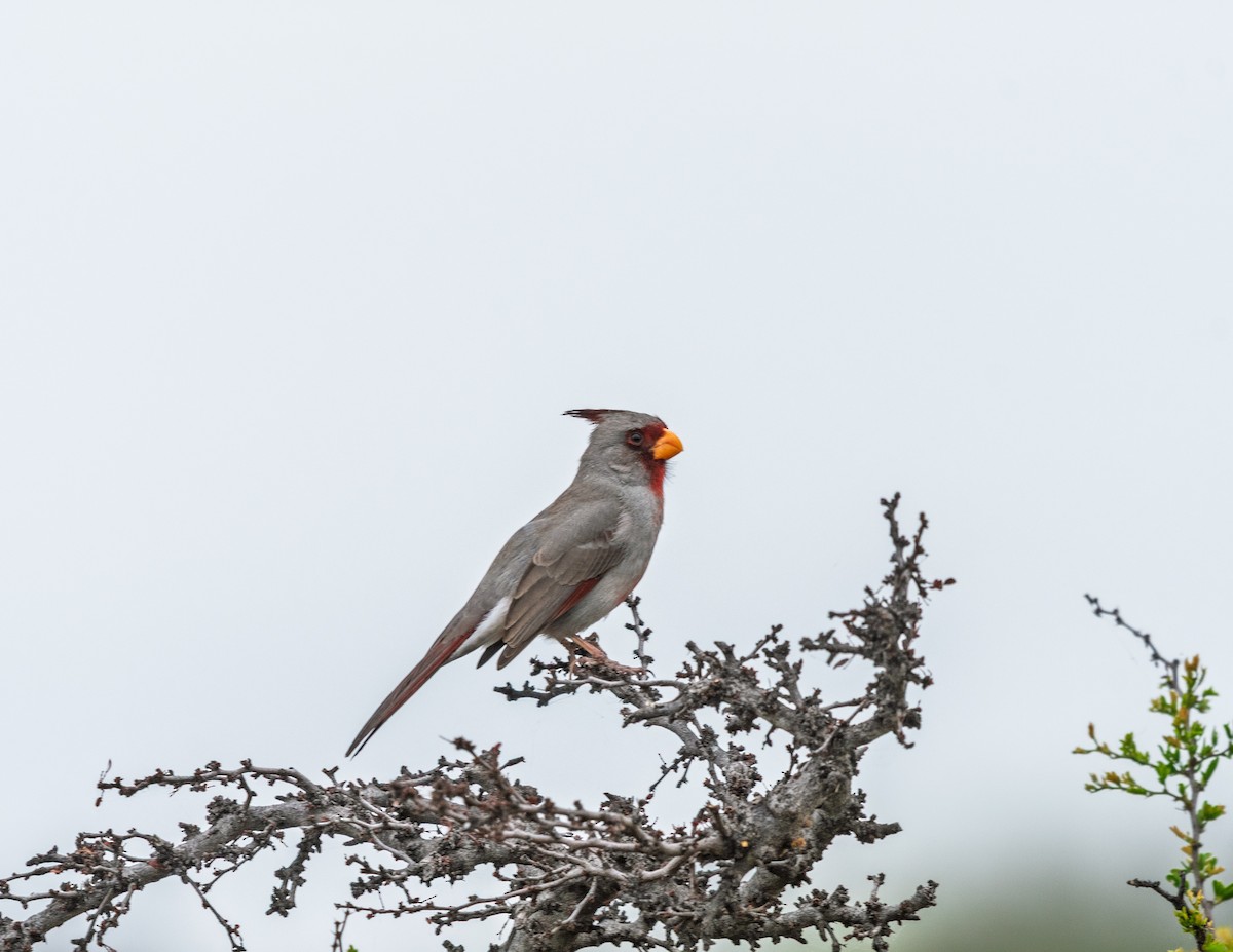 ムネアカコウカンチョウ - ML637384964