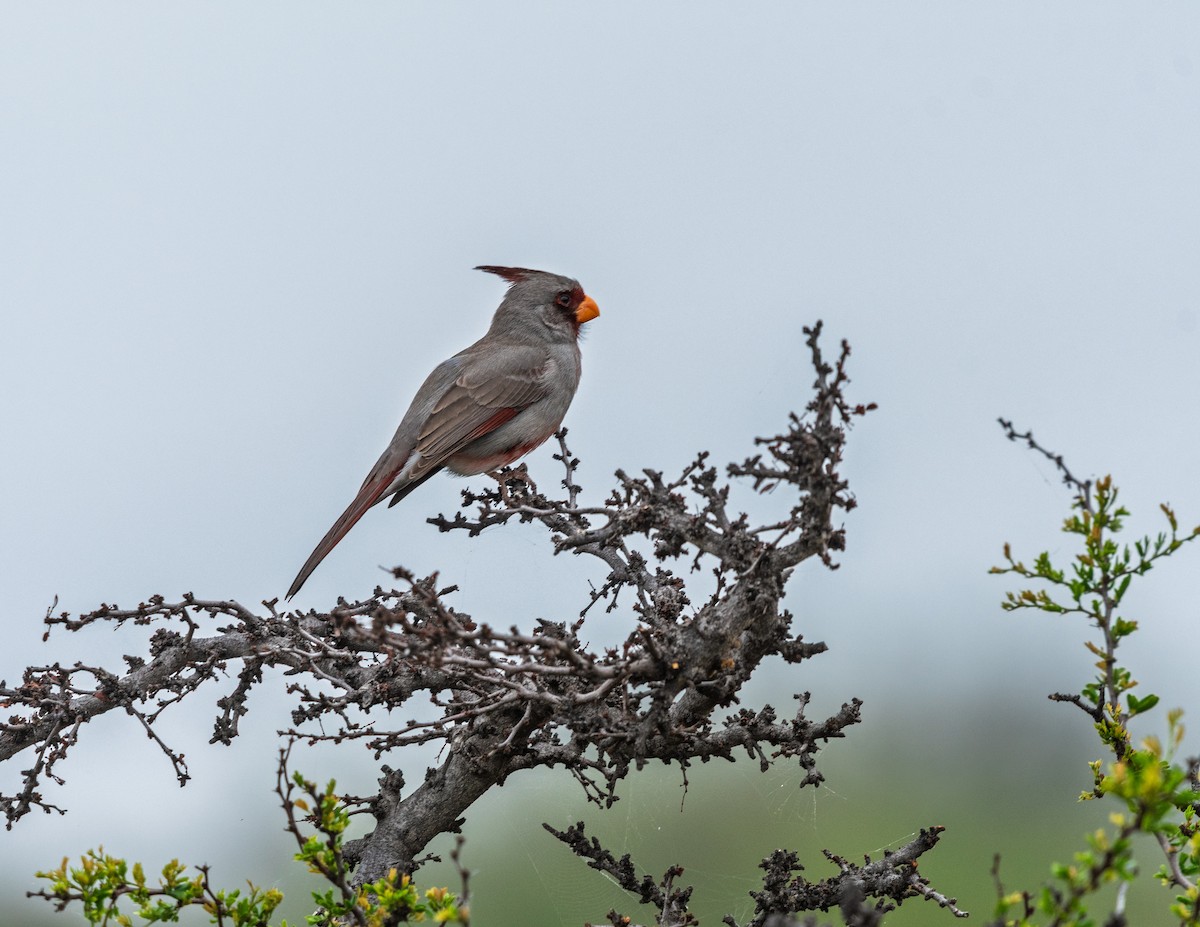 ムネアカコウカンチョウ - ML637384966
