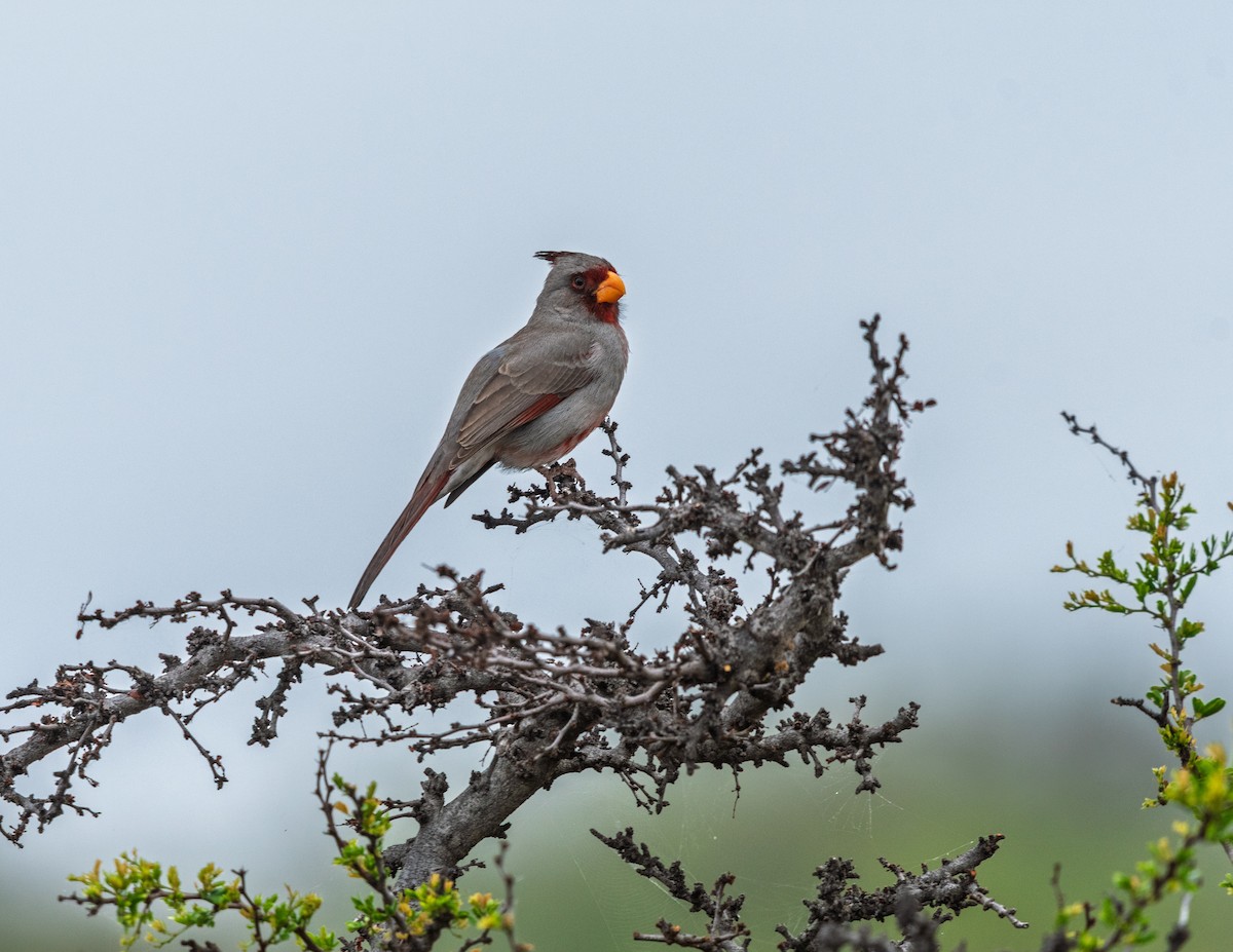 ムネアカコウカンチョウ - ML637384968