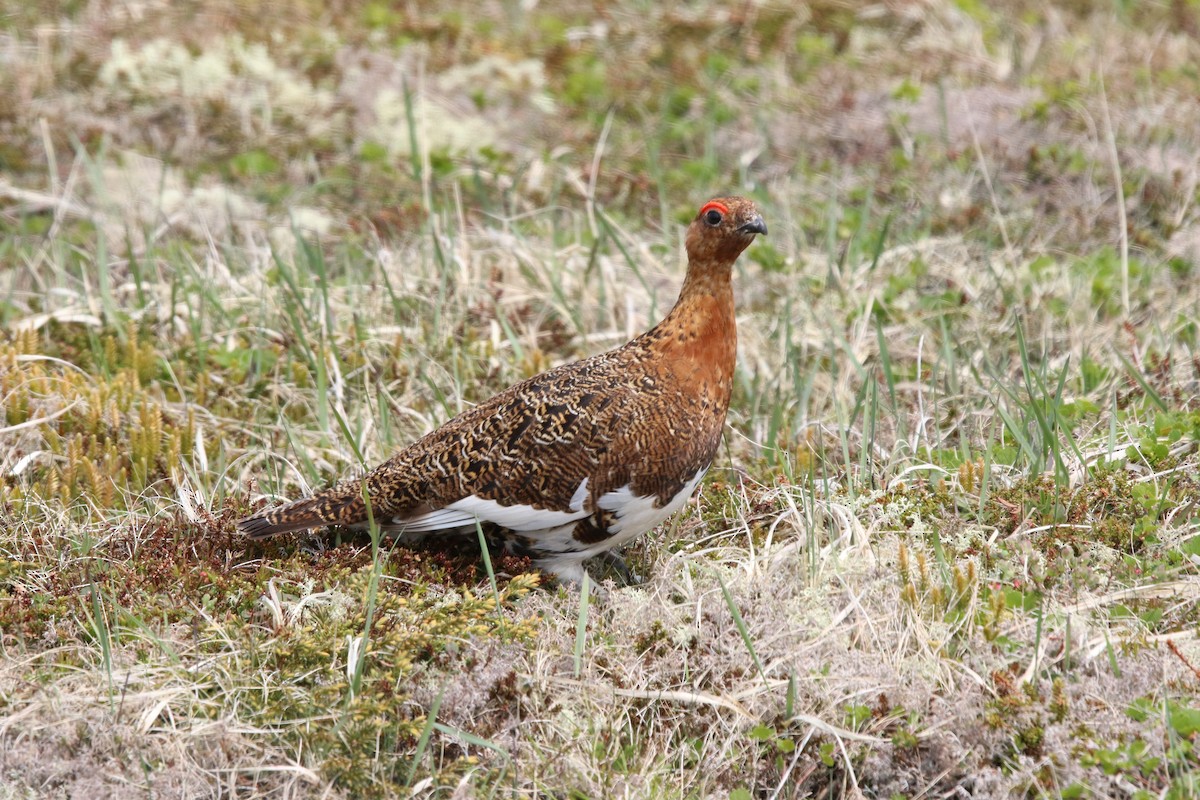 Willow Ptarmigan - ML637385009