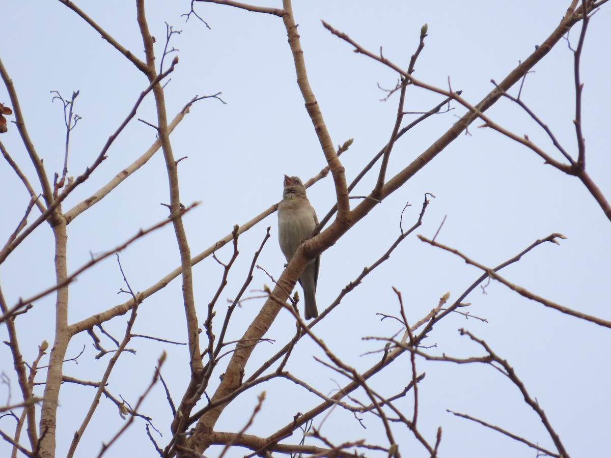 Sahel Bush Sparrow - ML637385013