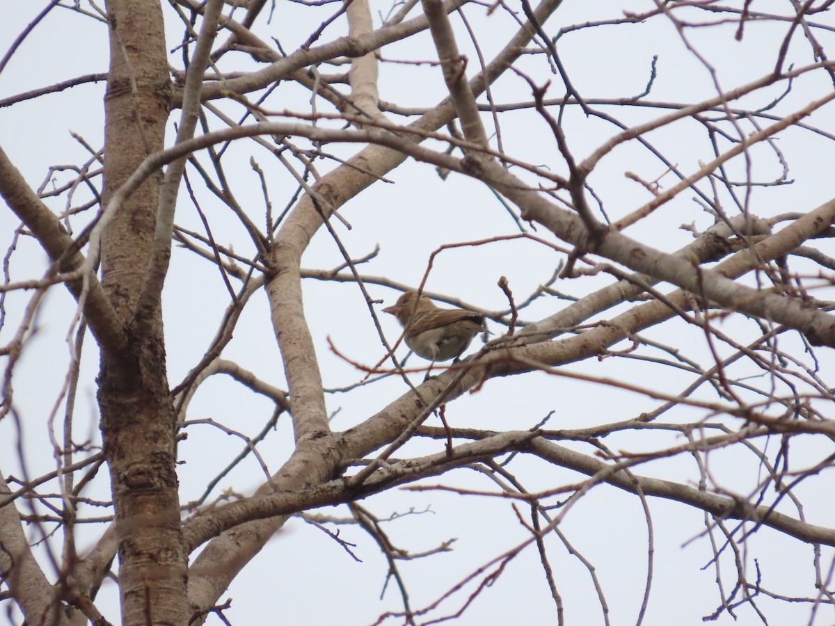 Sahel Bush Sparrow - ML637385015