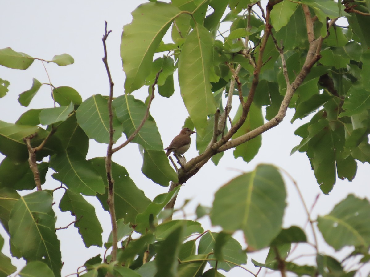 Sahel Bush Sparrow - ML637385016