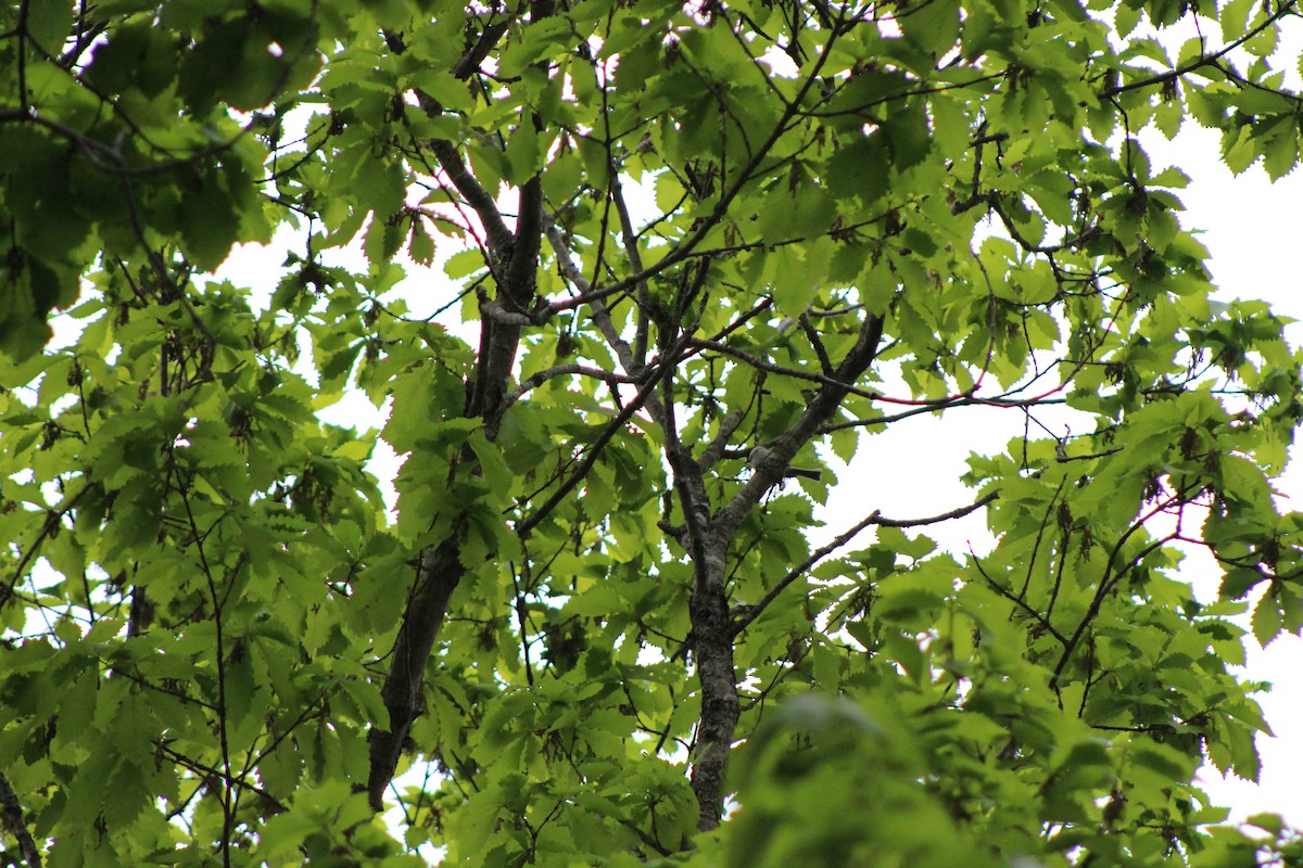 Marsh/Willow Tit - ML637385019