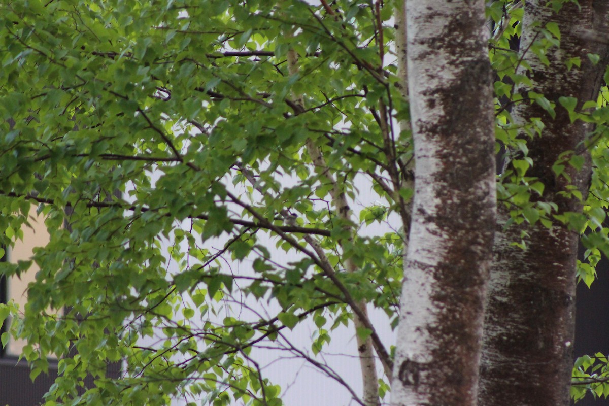 Marsh/Willow Tit - ML637385054