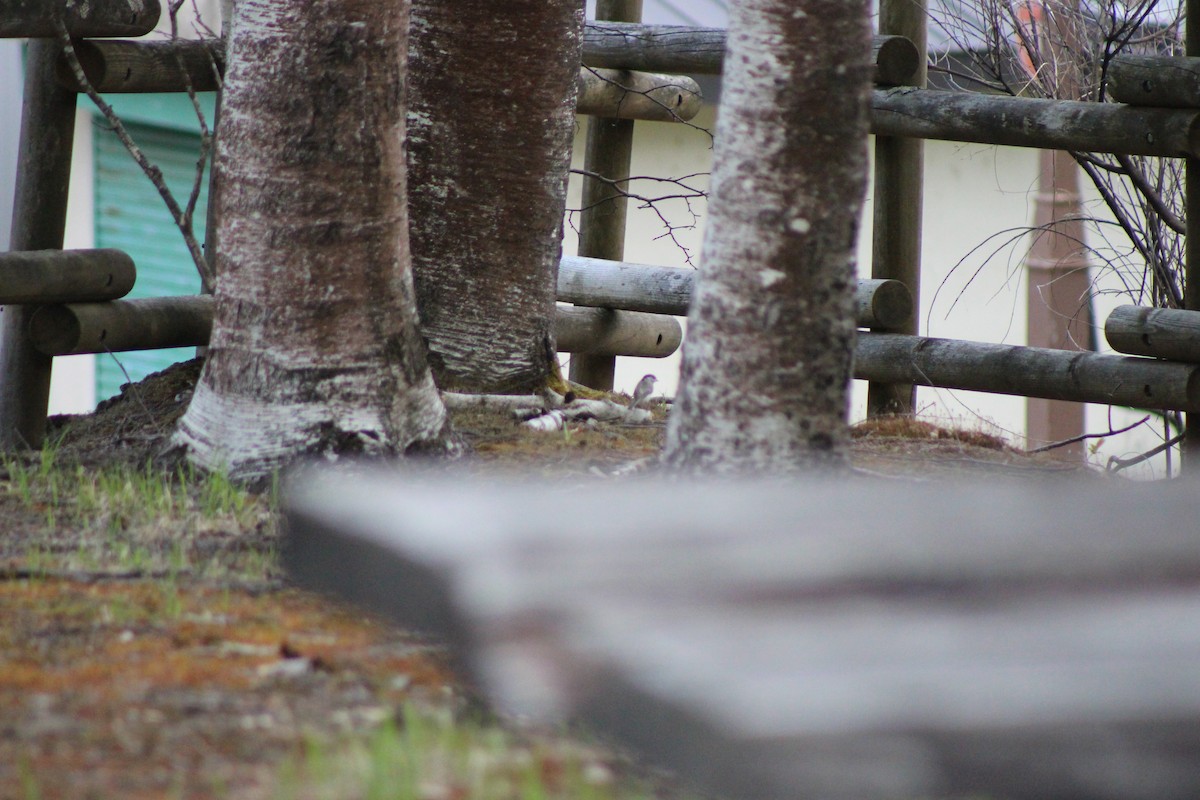 Marsh/Willow Tit - ML637385088