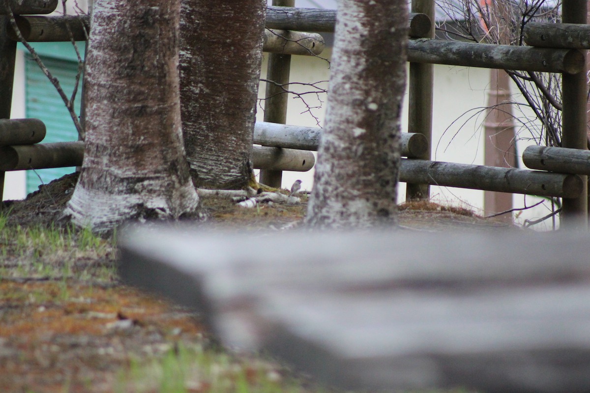 Marsh/Willow Tit - ML637385089