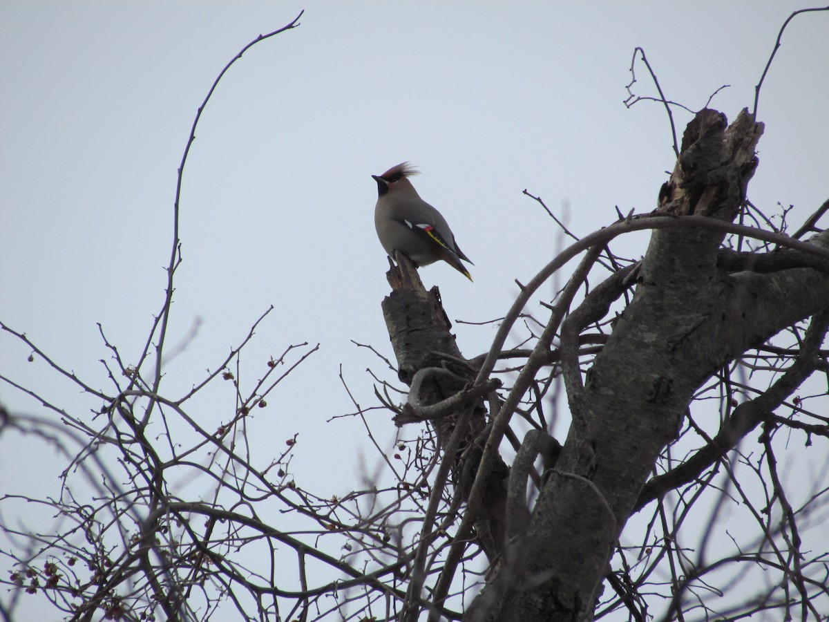 Bohemian Waxwing - ML637385215