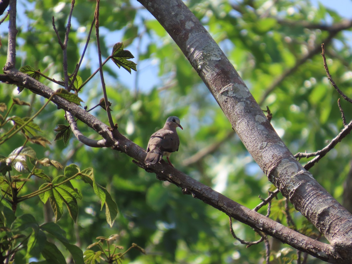 Blue-spotted Wood-Dove - ML637385248