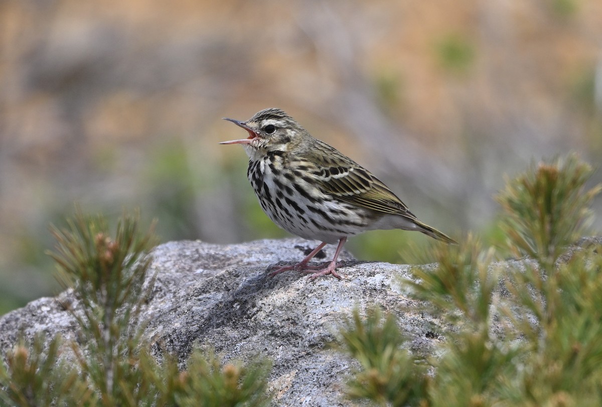 Olive-backed Pipit - ML637385296