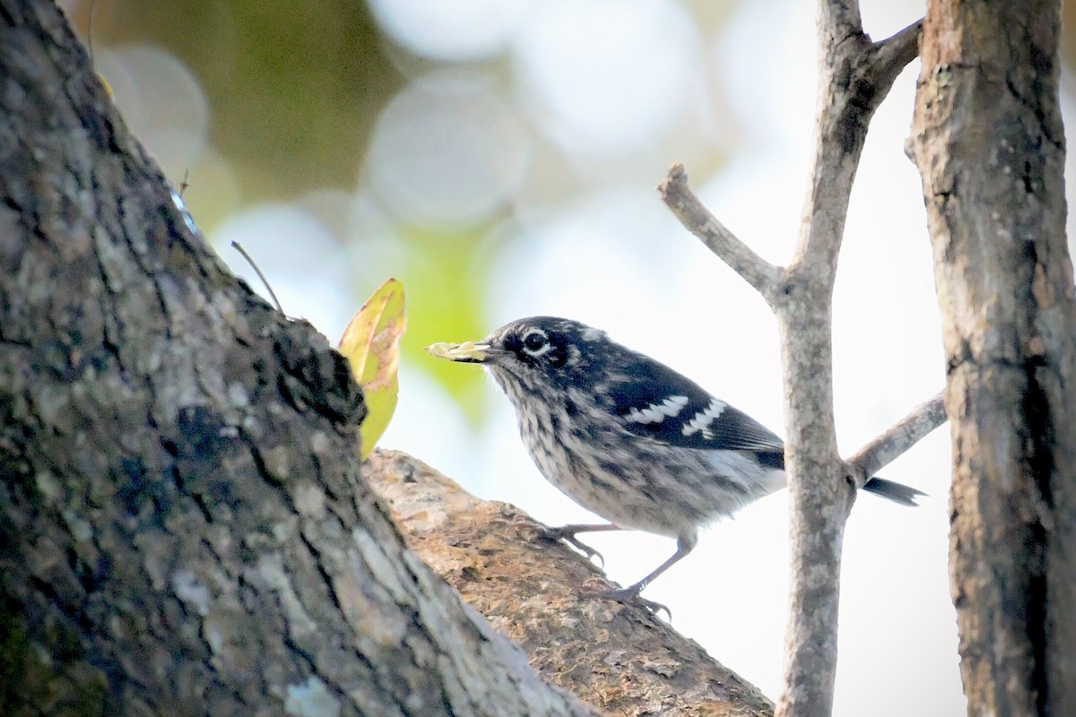 Elfin-woods Warbler - ML637385370