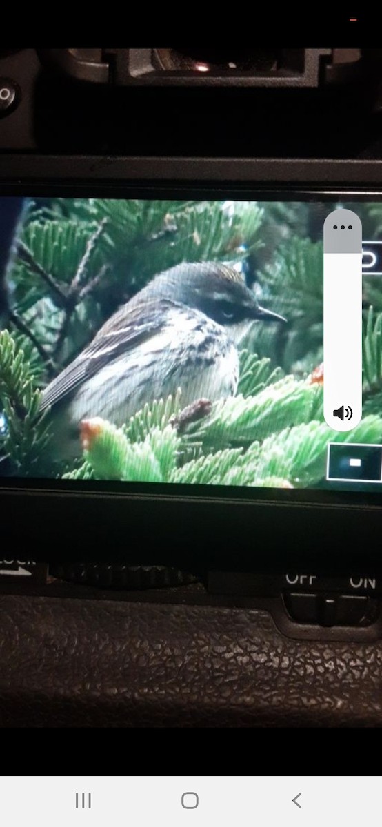 Yellow-rumped Warbler - ML637385397