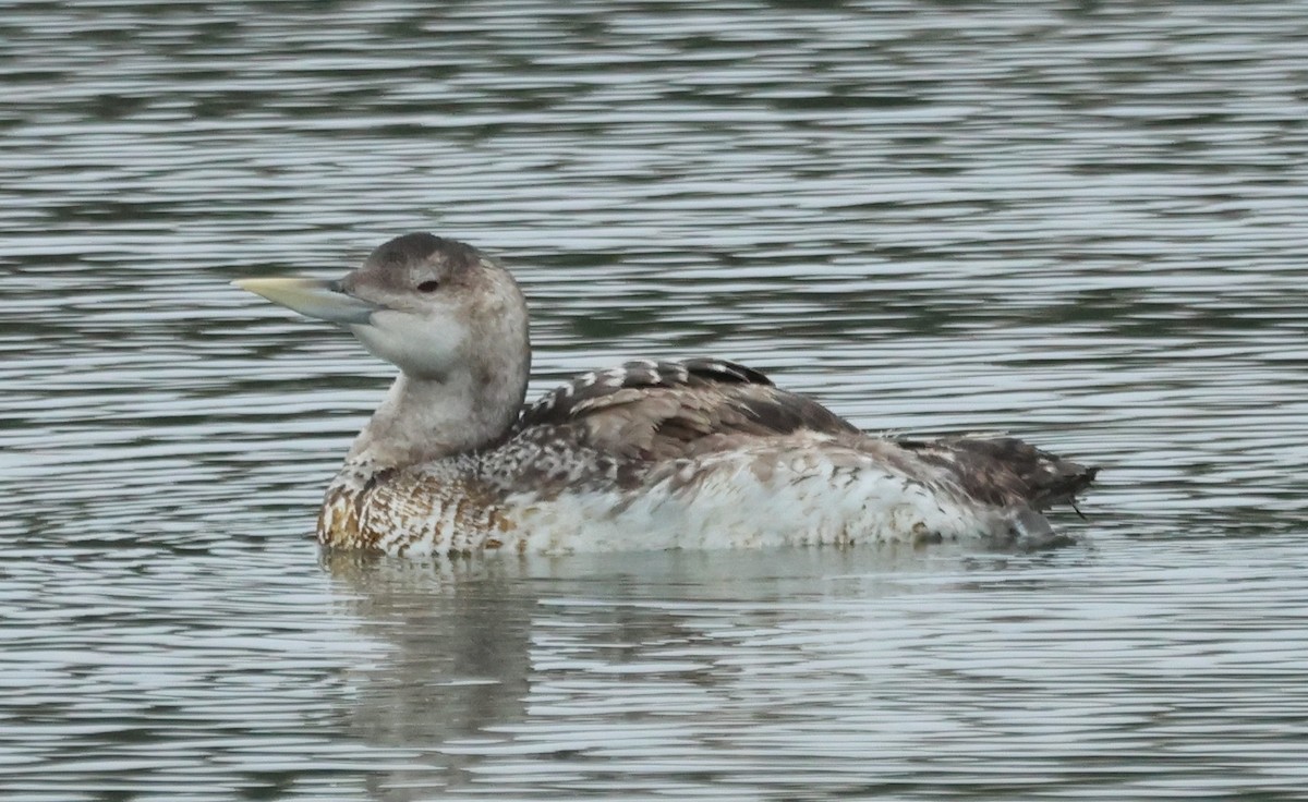 Yellow-billed Loon - ML637385448