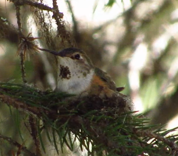 Rufous Hummingbird - ML637385451