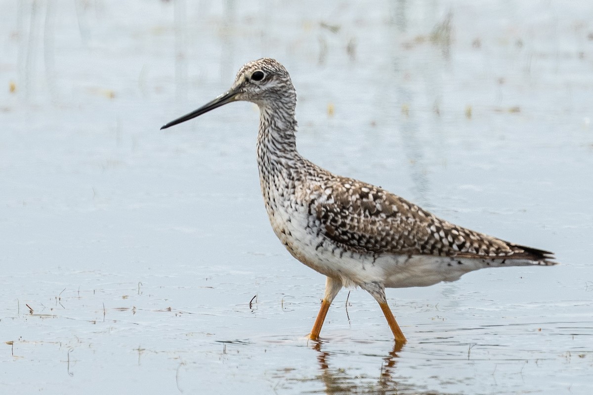 Greater Yellowlegs - ML637385512