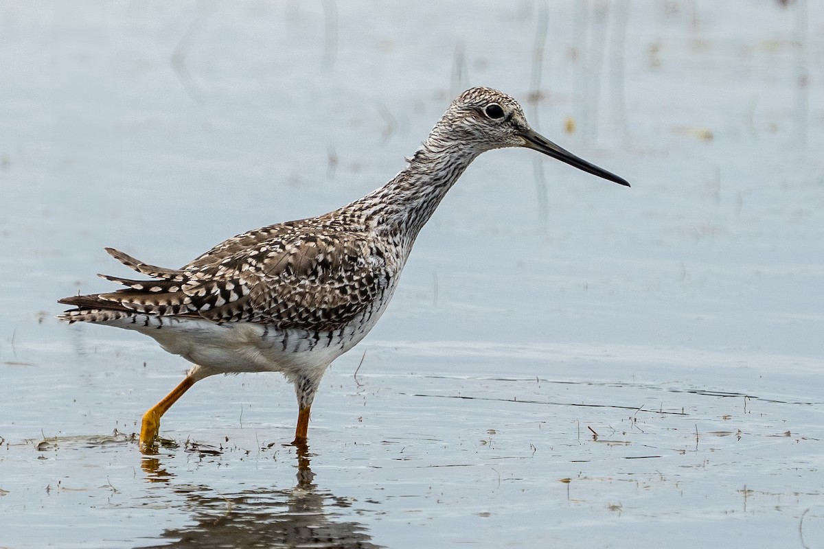 Greater Yellowlegs - ML637385513