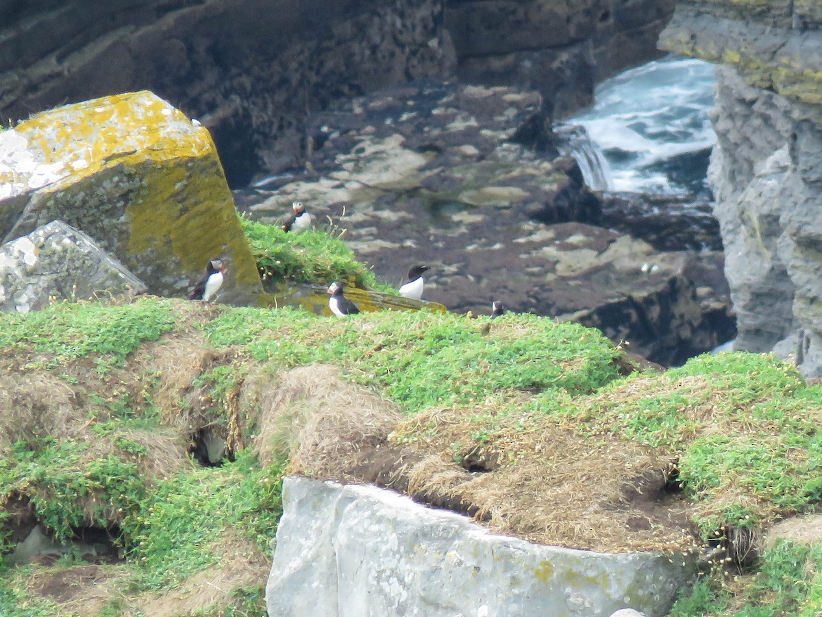 Gazza marina - ML637385548