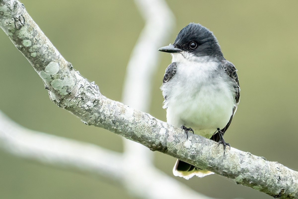 Eastern Kingbird - ML637385555