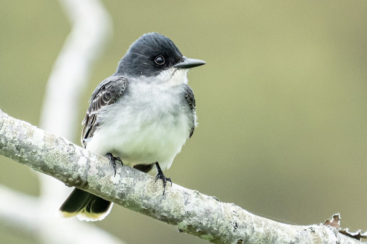 Eastern Kingbird - ML637385556