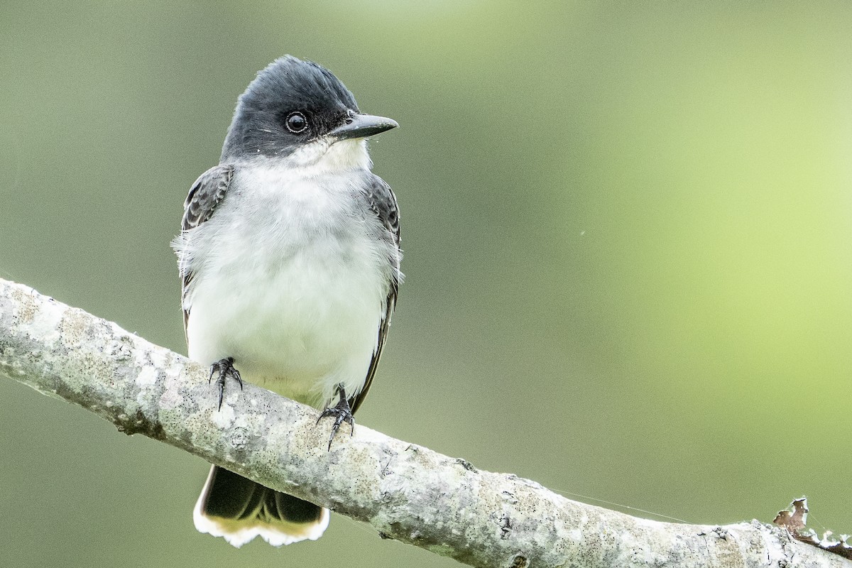 Eastern Kingbird - ML637385557