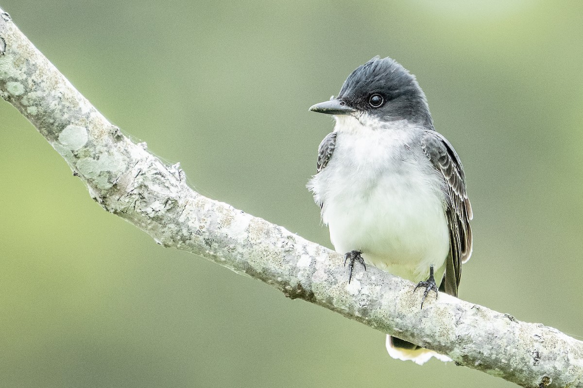 Eastern Kingbird - ML637385558