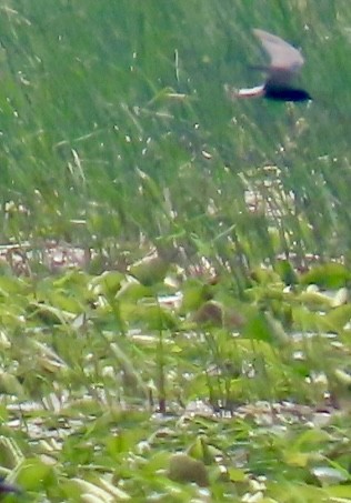 Mignattino comune - ML637385640