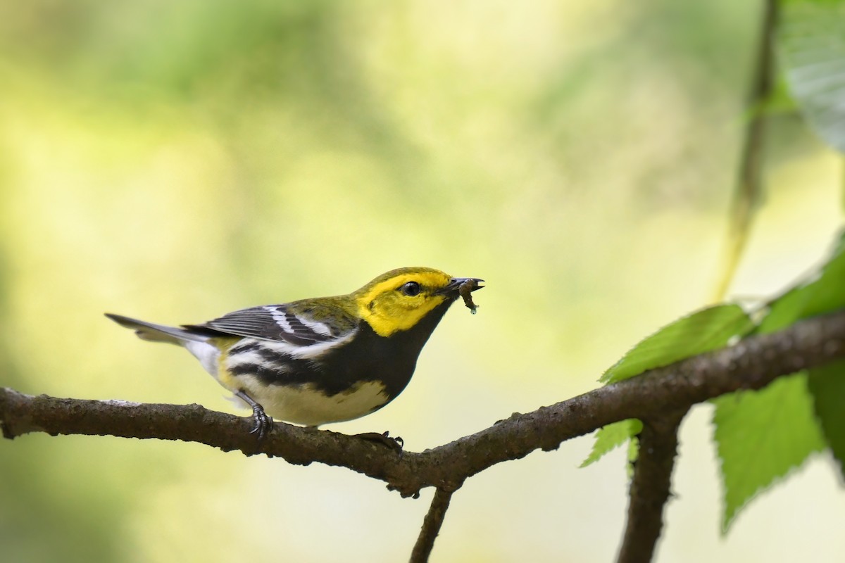 Black-throated Green Warbler - ML637385696