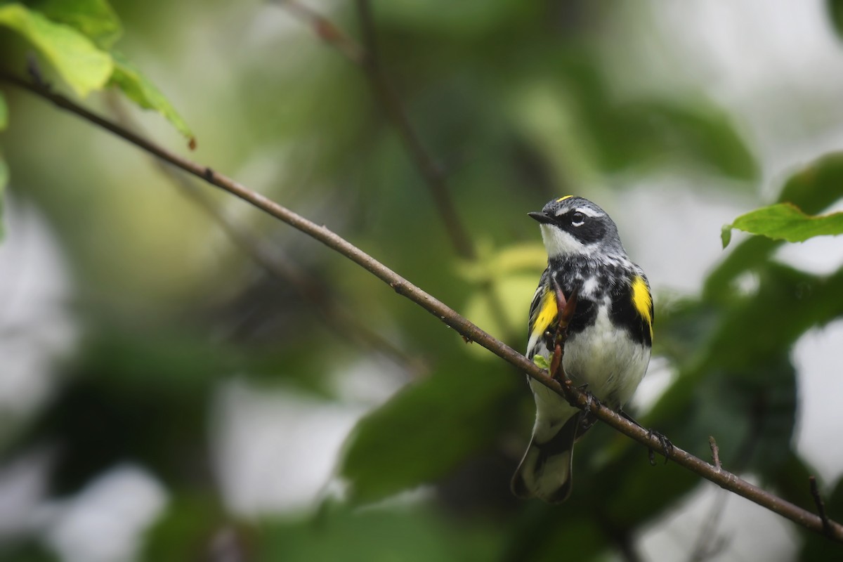 Yellow-rumped Warbler - ML637385700