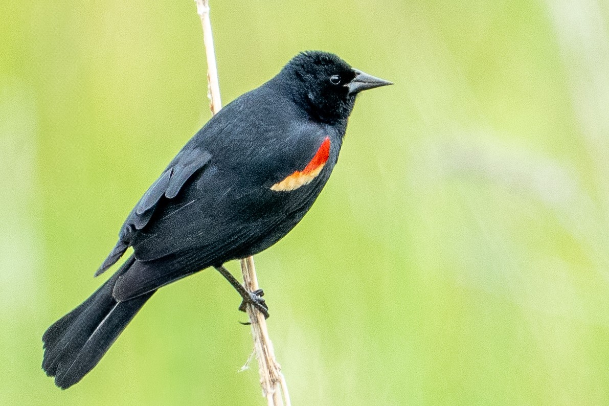 Red-winged Blackbird - ML637385718