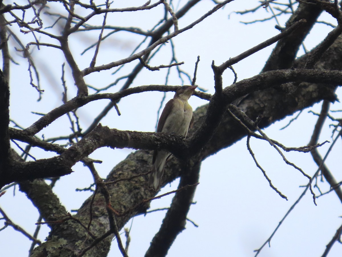 Greater Honeyguide - ML637385737
