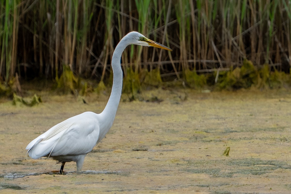 Great Egret - ML637385779