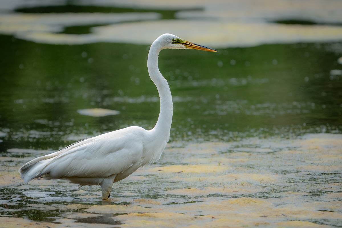 Great Egret - ML637385780