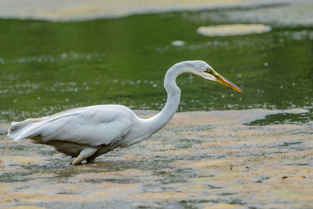 Great Egret - ML637385781