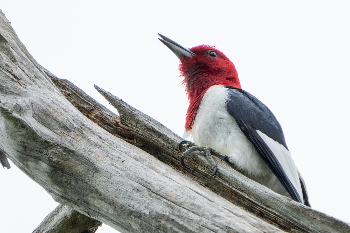 Red-headed Woodpecker - ML637385783