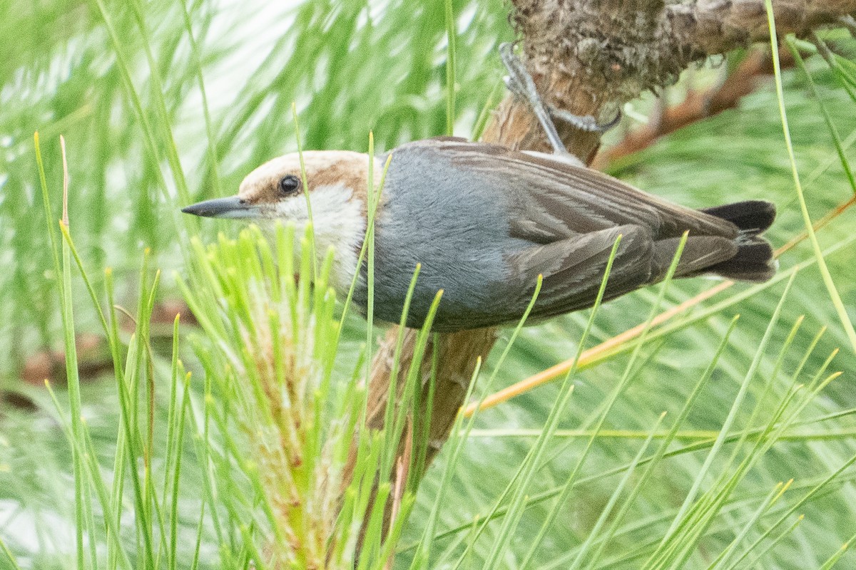 Brown-headed Nuthatch - ML637385800