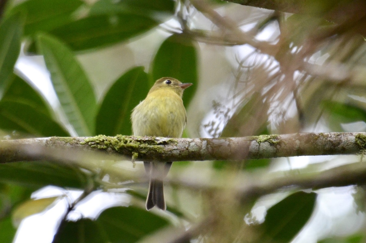 Yellowish Flycatcher - ML637385802