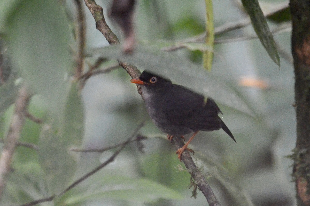 Slaty-backed Nightingale-Thrush - ML637385820