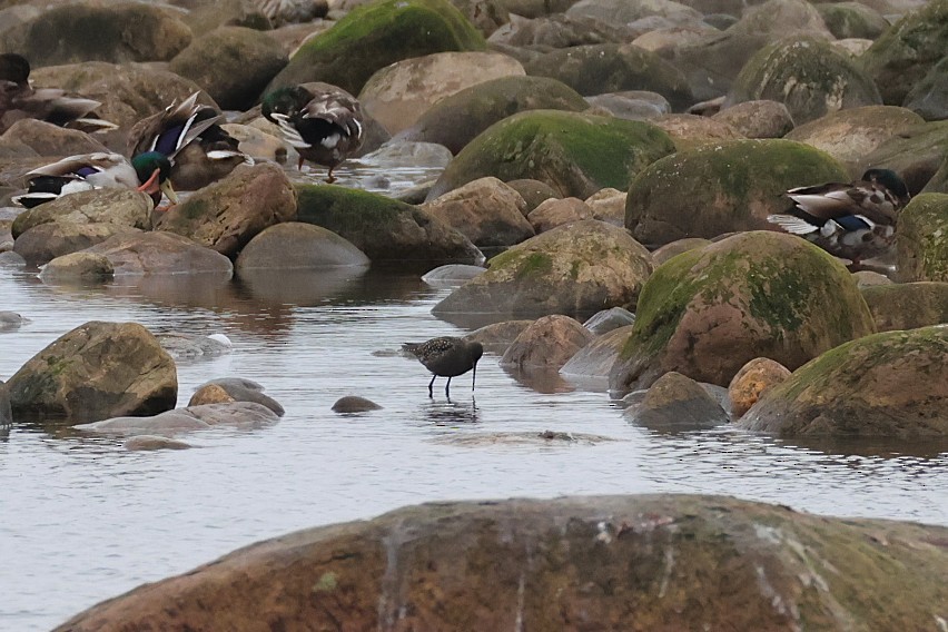 Spotted Redshank - ML637385853