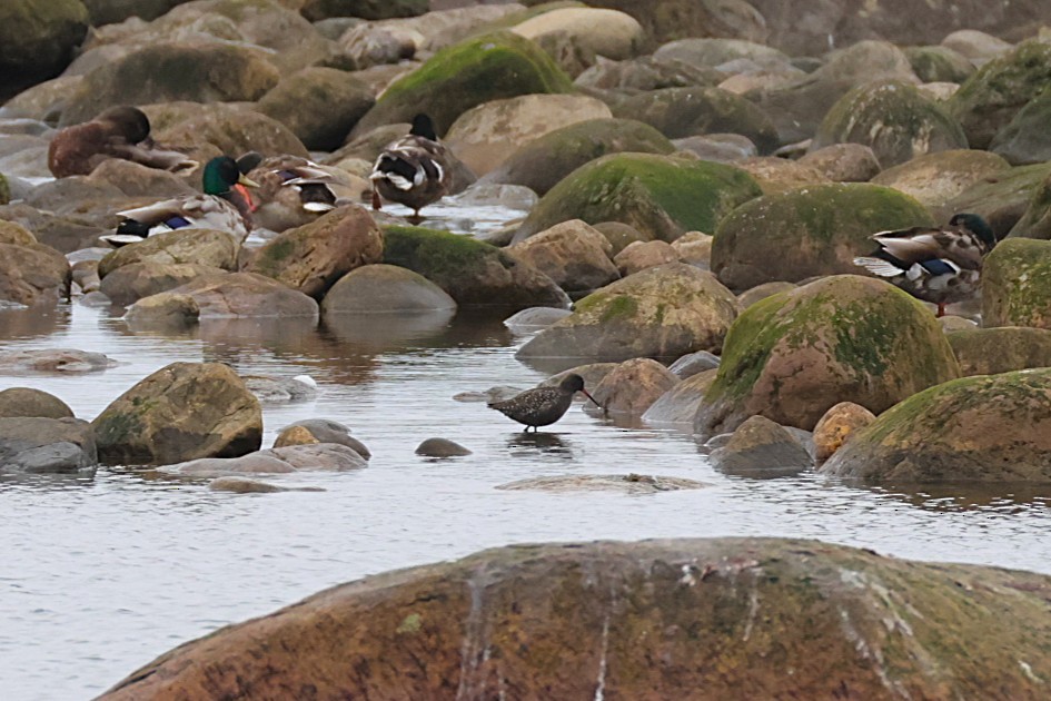 Spotted Redshank - ML637385854
